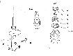 Picture of SHOCK ABSORBER