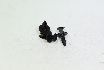 Picture of PIN